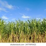 tee 13 14处 ckgfbiv4l