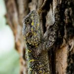 PGONE大几把 jc6eyq155