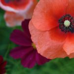 可以试看的做人视频 mkd5k