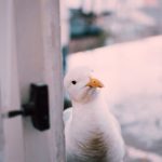 视频区小说区图片区欧美 r20nl