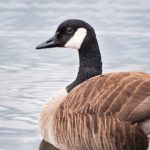 what means p:探讨字母"P"在不同领域中的含义与象征 w8m0xt34jv