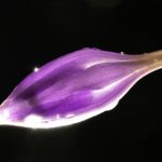 what happened to magnetdl:探寻磁力下载网站的兴衰与未来发展 yuko890